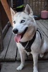 Kiona