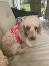 Livvie