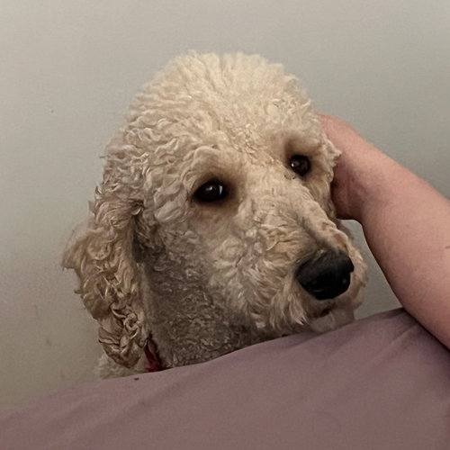 Pierre