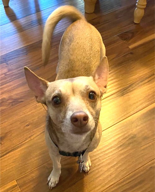 Bodi  