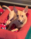 Bambino