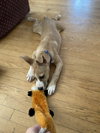 Koba