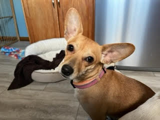 Bailey Bug
