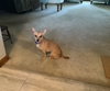 Bailey Bug