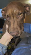 Carter **Courtesy Post**