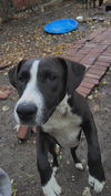 Freya **Courtesy Post**