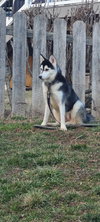 Malea