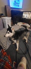 Malea