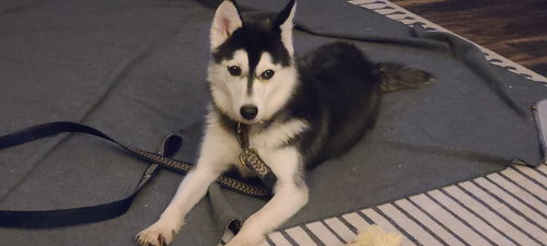 Malea