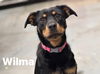 Wilma