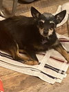 Poochette