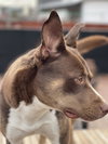 GITANA