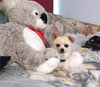 Phoebe Rose -