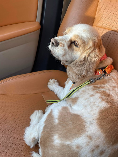 Daisy Mae