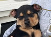 Roxanne