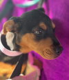Roxanne