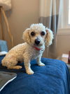 Jovie