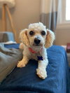 Jovie