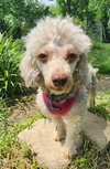 Laverne