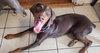 Rollo