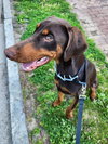 Rollo