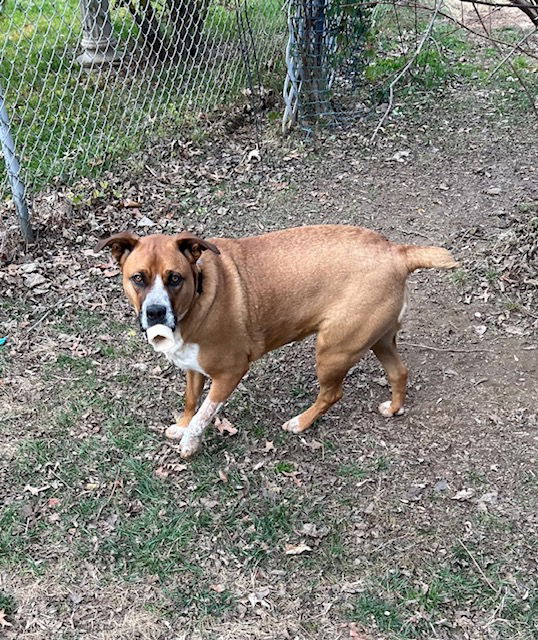 Blue heeler black mouth best sale cur mix