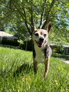 Sparky