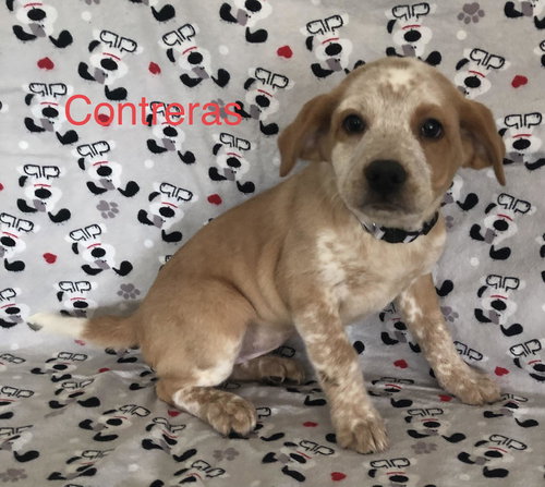 Contreras