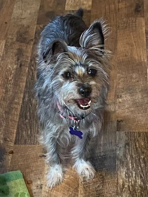 Miss Molly