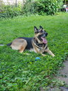 Mason