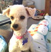 Fifi   