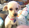 Fifi   