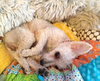 Fifi   