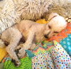 Fifi   