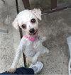 Fifi   
