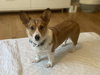 McKenzie