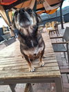 Milo