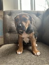 Lorelei Gilmore