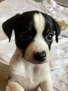 Smudge