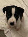 Smudge