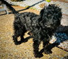 Pepper