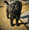 Pepper
