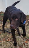 Roscoe