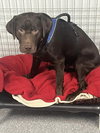 Roscoe