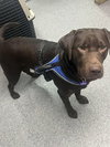 Roscoe