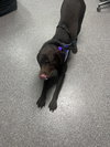Roscoe