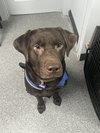Roscoe