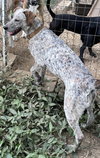 Speckles