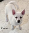 Powder