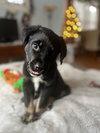 Ollie